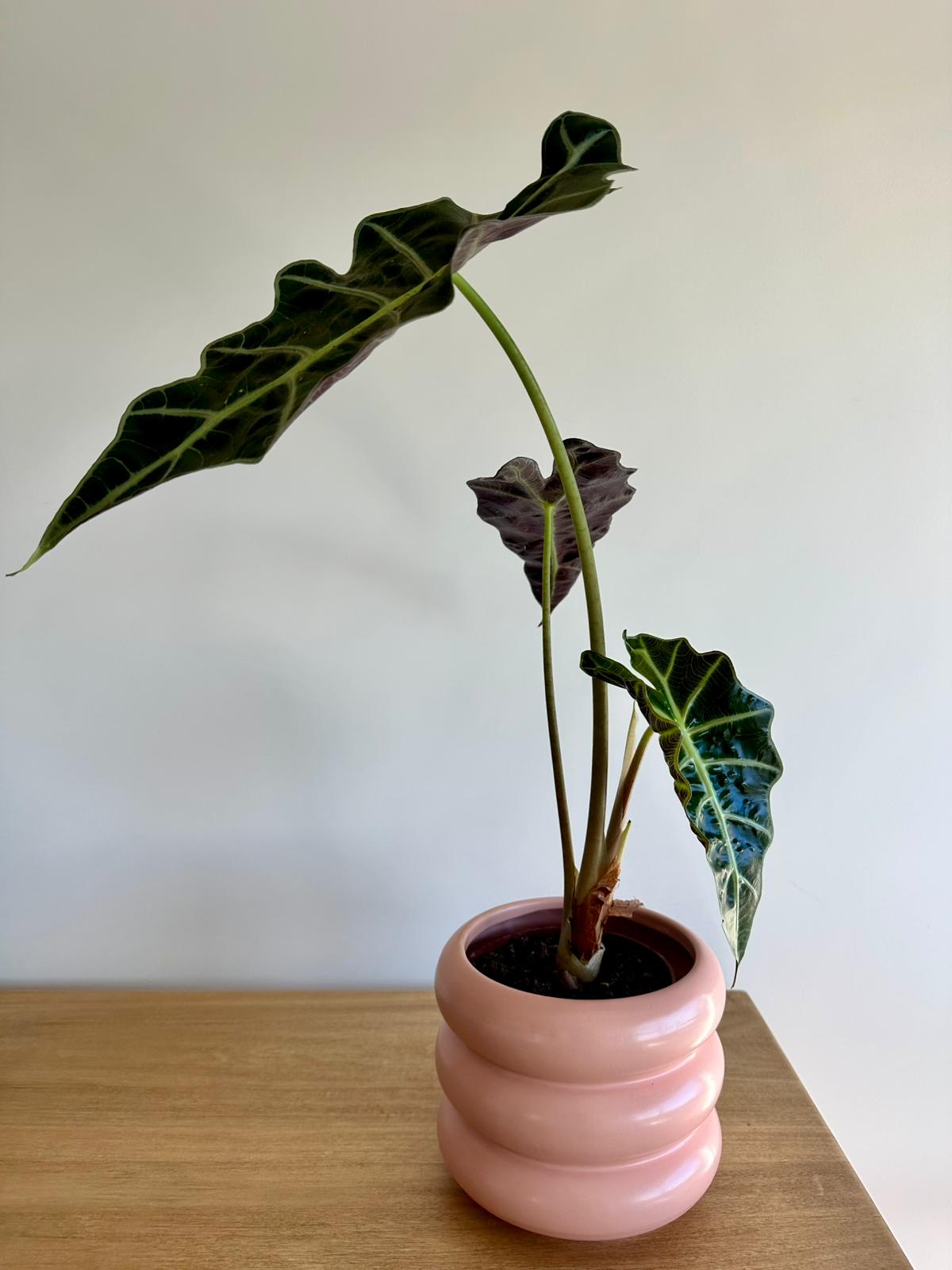 Plantita en Maceta Bubble