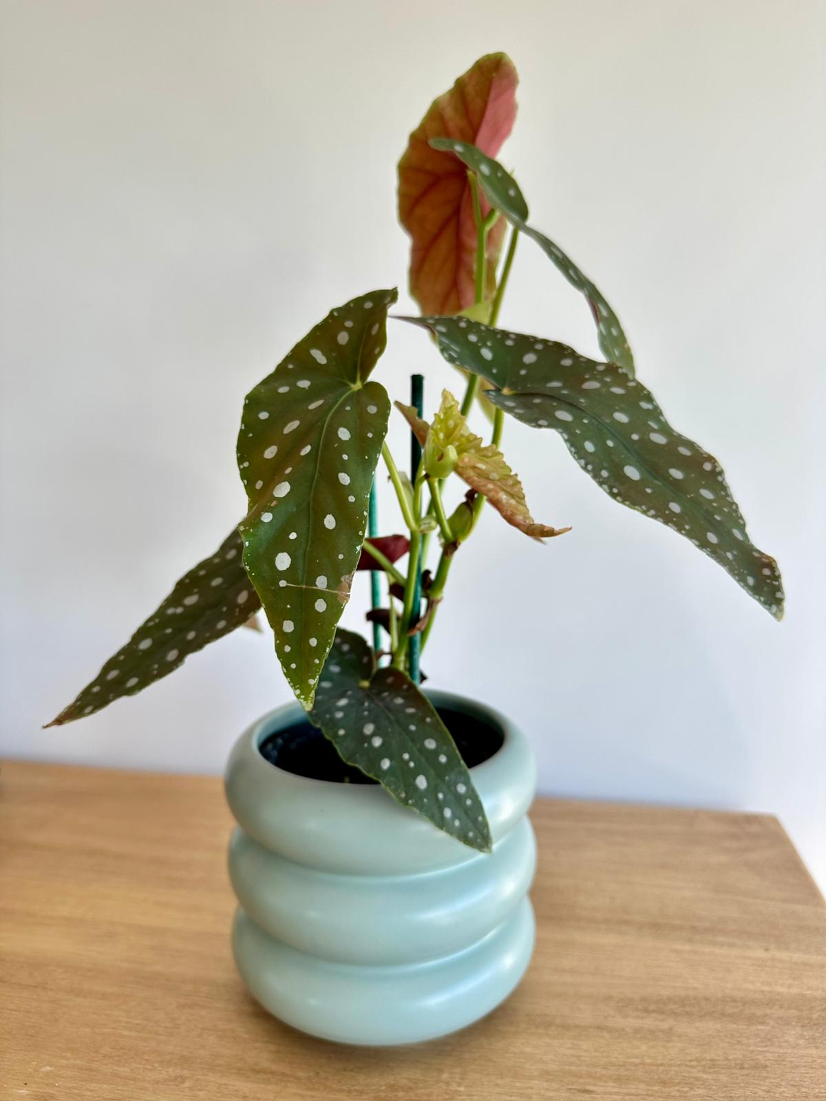 Plantita en Maceta Bubble