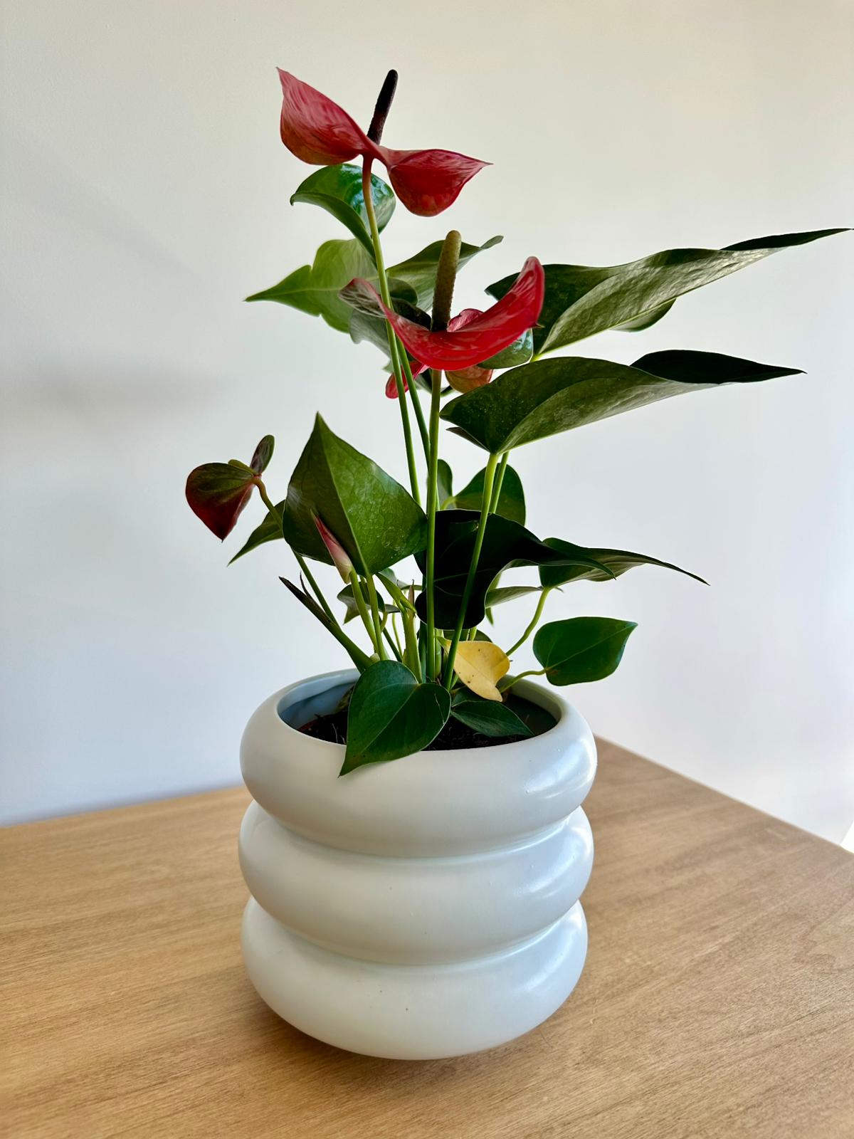 Plantita en Maceta Bubble