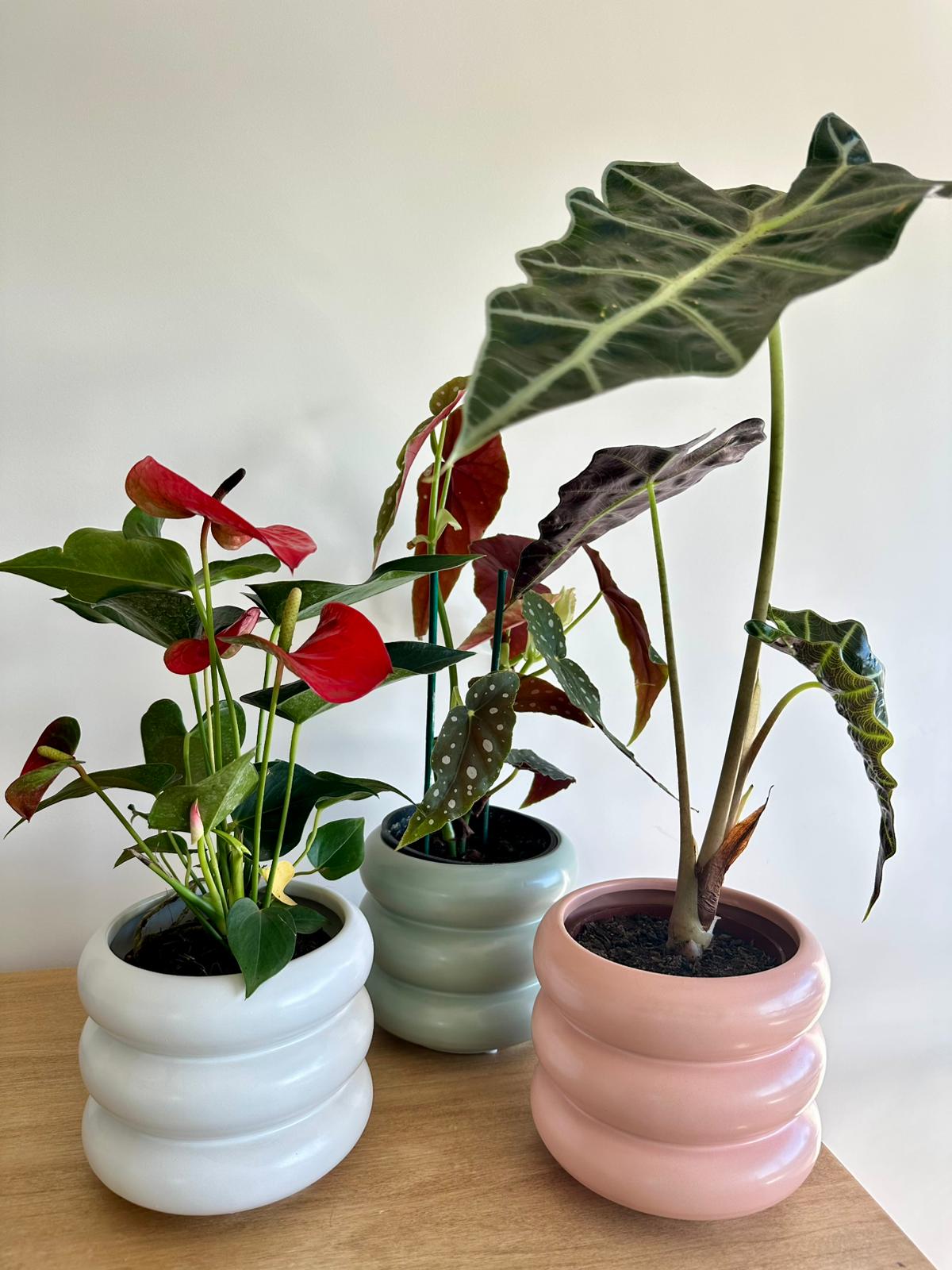 Plantita en Maceta Bubble